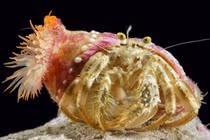 Ốc mượn hồn và nghệ thuật sinh tồn nhờ 'vỏ đi mượn'