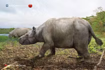 Bí ẩn loài vật tiền sử kỳ dị lai tê giác, hà mã, chuột