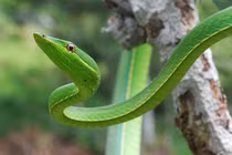 Rắn dây xanh – kẻ ẩn mình tinh vi trong rừng rậm Mỹ