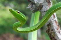 Rắn dây xanh – kẻ ẩn mình tinh vi trong rừng rậm Mỹ