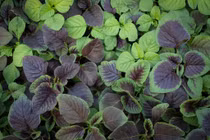 Loại thực phẩm quan trọng của nền văn minh cổ, nay có mặt trong bữa cơm Việt