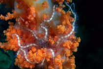 Sinh vật có 'tay như rắn', càng đứt càng mọc lại