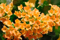 Bí ẩn cây thuốc hoa cực đẹp, Việt Nam có nhiều 