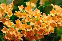 Bí ẩn cây thuốc hoa cực đẹp, Việt Nam có nhiều 