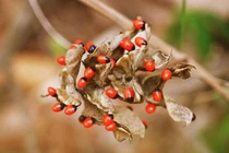 Hạt cây cực đẹp chứa độc tố chết người, Việt Nam có nhiều