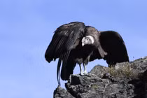 Kền kền khoang cổ, loài chim khổng lồ bay không cần vỗ cánh hàng giờ 