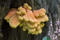 Nấm gà rừng: Màu sắc rực rỡ và vị giống thịt gà