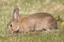 Top sự thật kinh ngạc ít người biết về các loài thỏ 