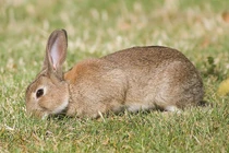 Top sự thật kinh ngạc ít người biết về các loài thỏ 