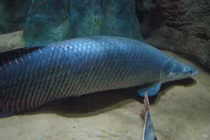 Sự thật về cá hải tượng long, 'thủy quái Amazon' khổng lồ