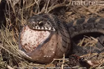 Rắn ăn trứng - kẻ săn mồi không răng với 'công nghệ' tiêu hóa kỳ lạ