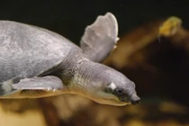 Rùa sông mũi lợn: Hóa thạch sống hiếm hoi của loài cổ đại