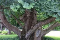 Khám phá cây bạch quả, 'hóa thạch sống' của tự nhiên