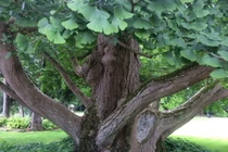 Khám phá cây bạch quả, 'hóa thạch sống' của tự nhiên