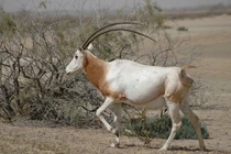 Tận thấy 'thần thú' hạ phàm, nguyên mẫu của kỳ lân thần thoại 