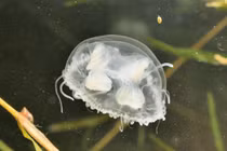 Bí ẩn loài sứa 'ngủ quên' dưới đáy hồ, thức dậy là cả một kỳ quan