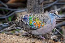 Loài chim bồ câu cánh nâu đồng đẹp như đá quý ở Úc