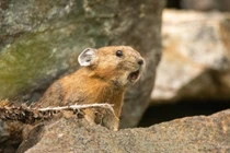 Phát hiện loài “thỏ chuột” kỳ lạ, được ví như nông dân tí hon của tự nhiên