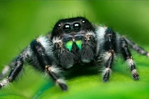 Khám phá loài nhện nhảy: chiến binh nhỏ với khả năng phi thường