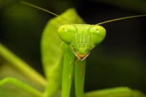 Bọ ngựa: sát thủ thầm lặng với khả năng săn mồi siêu tốc