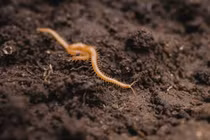 Khám phá các sinh vật nhiều chân trong tự nhiên