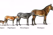 Hành trình tiến hóa của ngựa từ thời cổ đại đến hiện đại