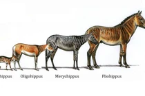 Hành trình tiến hóa của ngựa từ thời cổ đại đến hiện đại