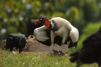 Khám phá kền kền vua: Loài chim sặc sỡ, mạnh mẽ và biểu tượng văn hóa Maya