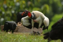 Khám phá kền kền vua: Loài chim sặc sỡ, mạnh mẽ và biểu tượng văn hóa Maya