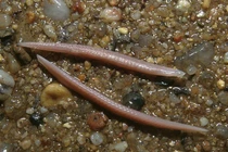 Sinh vật giống cá nhưng không có não, sống vùi mình trong cát