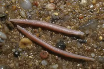 Sinh vật giống cá nhưng không có não, sống vùi mình trong cát