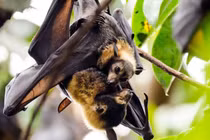 Dơi ngựa đeo kính: loài dơi lớn, quan trọng trong rừng nhiệt đới