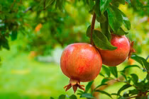 Loài quả ngon ngọt chứa trăm hạt đẹp như đá quý 