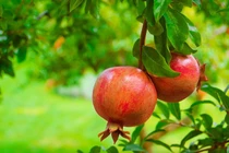 Loài quả ngon ngọt chứa trăm hạt đẹp như đá quý 