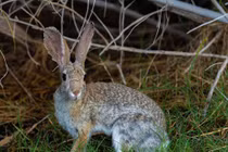 Nhìn như linh dương, hóa ra là thỏ chạy nhanh 60 km/h