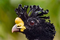 Cận cảnh loài gà rừng khổng lồ kỳ dị chỉ sống trong rừng rậm Nam Mỹ 