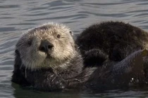 Điều kỳ lạ về loài vật có bộ lông dày nhất thế giới