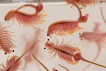 Sinh vật 'ngủ đông' chờ hàng năm để hồi sinh