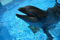 Kỳ lạ loài vật lai giữa cá heo và cá voi, cực kỳ thông minh... thân thiện