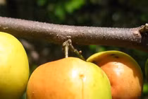 Kinh ngạc với khả năng tồn tại giữa sa mạc của cây táo ta cực quen thuộc 