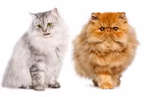 Giống mèo gốc Iran được ví như 'hoàng tộc lông xù' của thế giới thú cưng