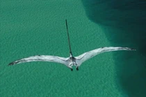 Khám phá loài thằn lằn bay cổ đại Nyctosaurus