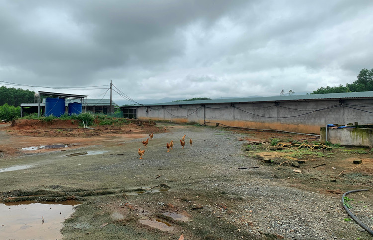 Trang trại nuôi lợn được xây dựng “trái phép” trên đất rừng sản xuất.