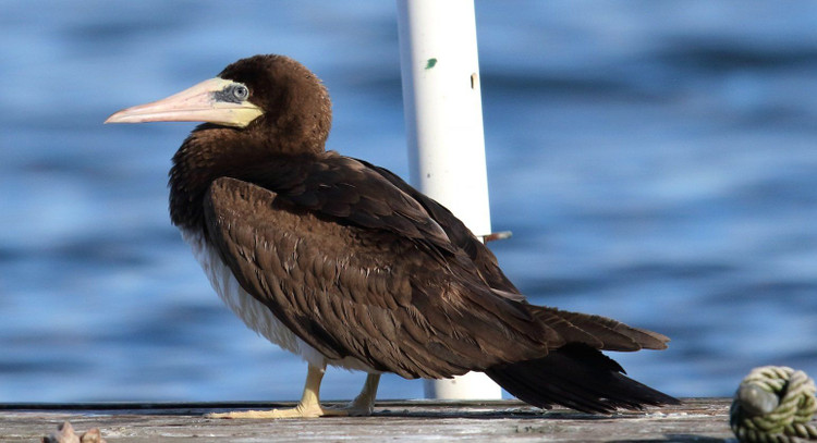 Bat ngo su that ve loai chim dien duy nhat cua Viet Nam-Hinh-10