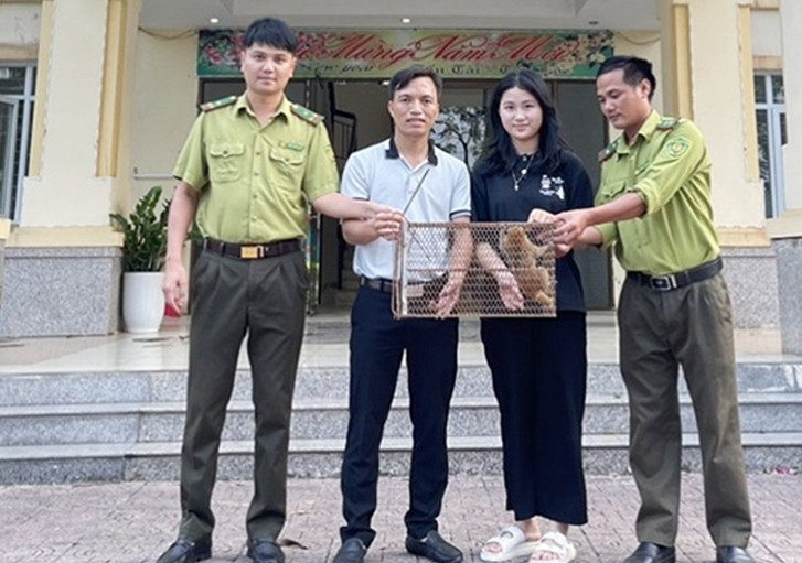 Vườn Quốc gia Vũ Quang tiếp nhận cá thể cu li quý hiếm.