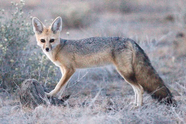 Diem mat 36 loai cho hoang da ton tai tren qua dat (2)-Hinh-9