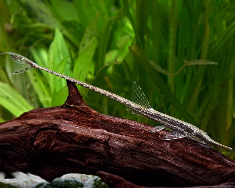 Top loai ca canh nuoc ngot doc la nhat the gioi: Co loai nhu... ran