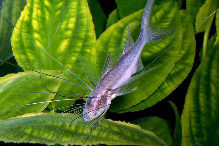 Top loai ca canh nuoc ngot doc la nhat the gioi: Co loai... moc rau-Hinh-2