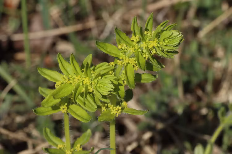 Ve dep va cong dung bat ngo cua cac loai cay long dom-Hinh-8