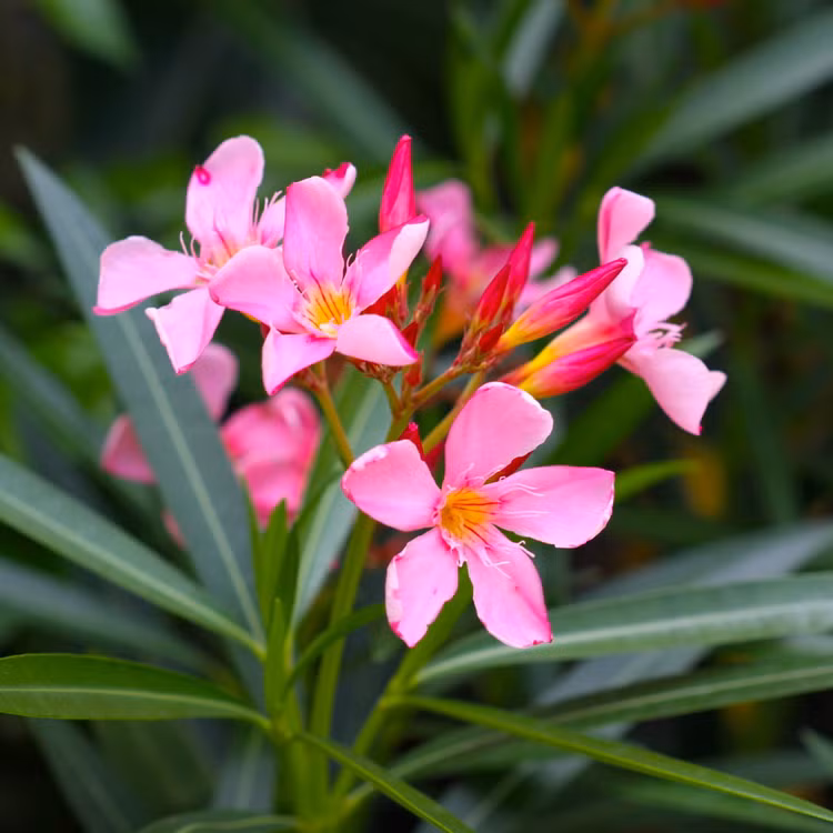 Ve dep va cong dung bat ngo cua cac loai cay long dom-Hinh-3